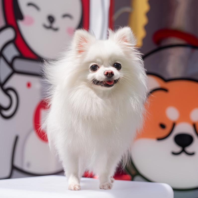 苹果还是梨？（正在休息中）