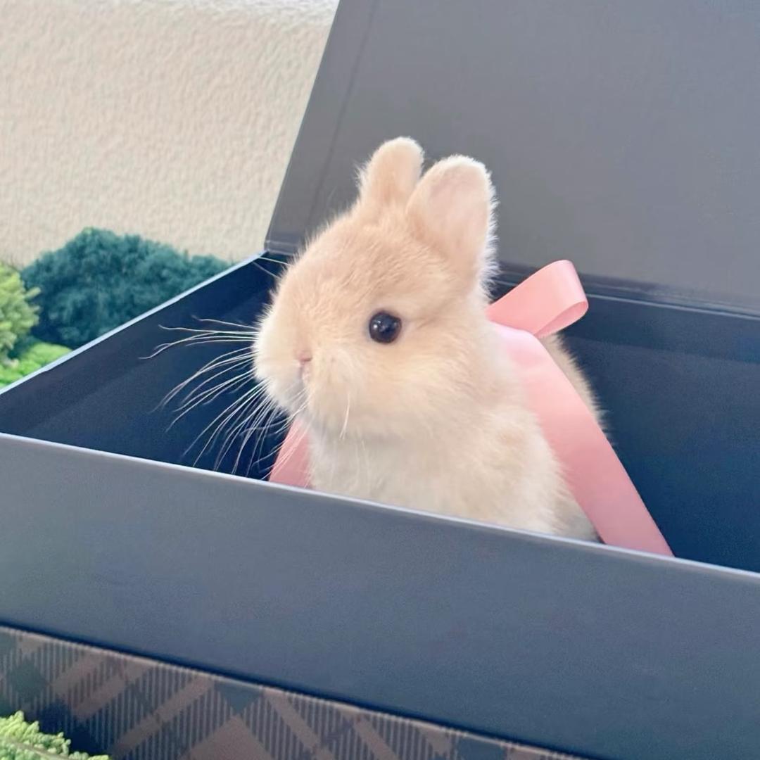 小🐰ni