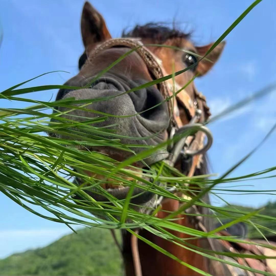 骊驰马术俱乐部