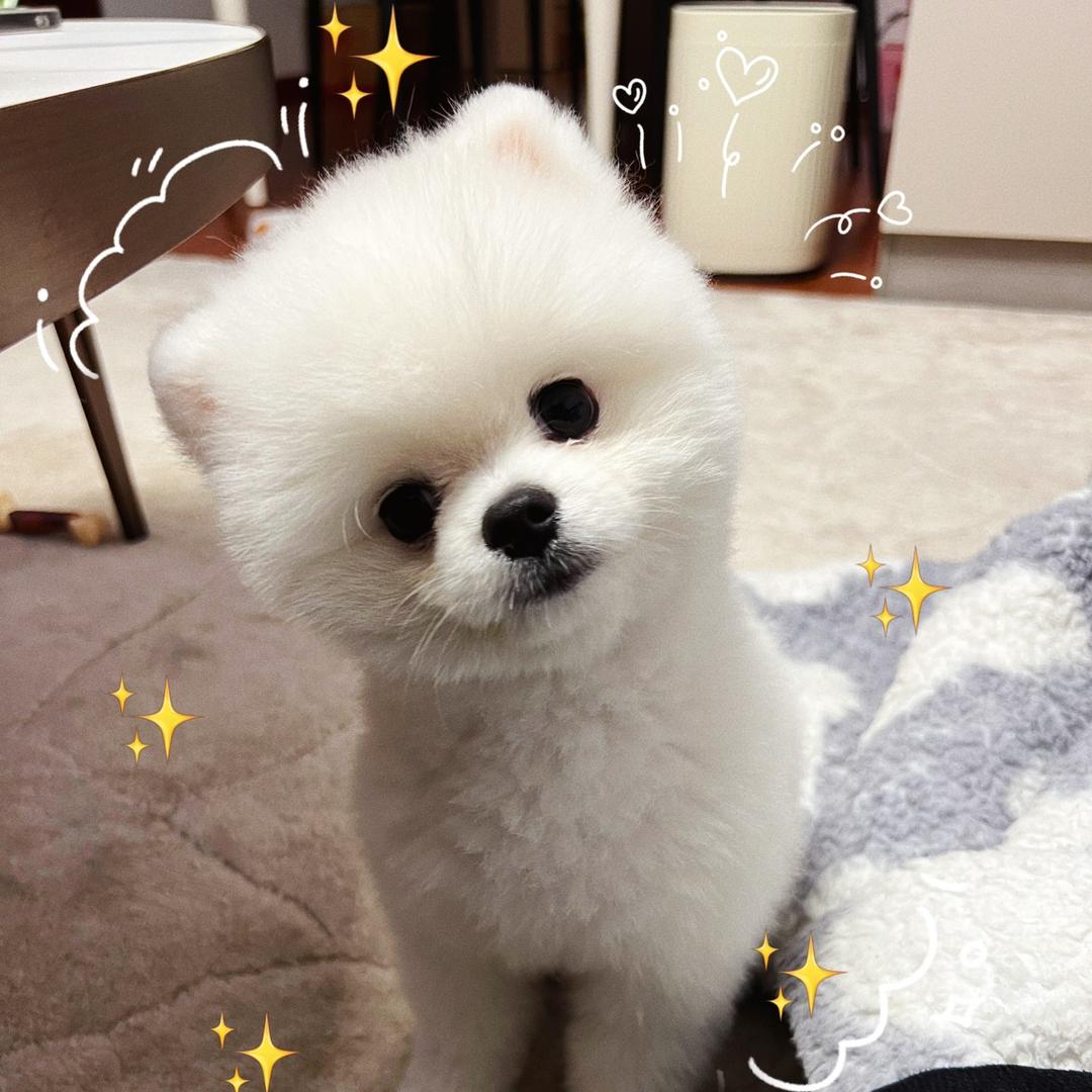 球球你了