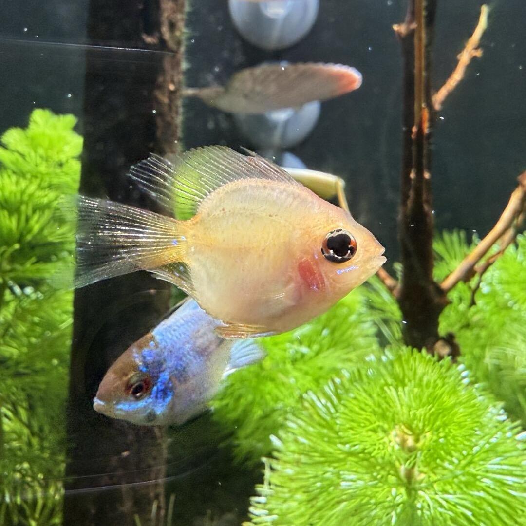 蓝幻鱼族
