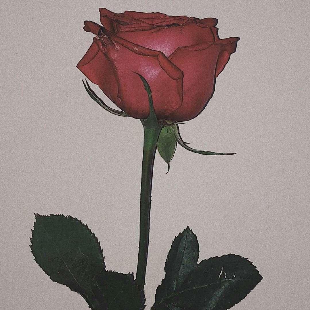 ☼♡•🪄高高gā☺︎🫧•♡ ☼