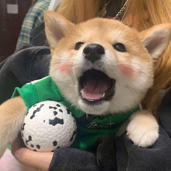 小辰追剧