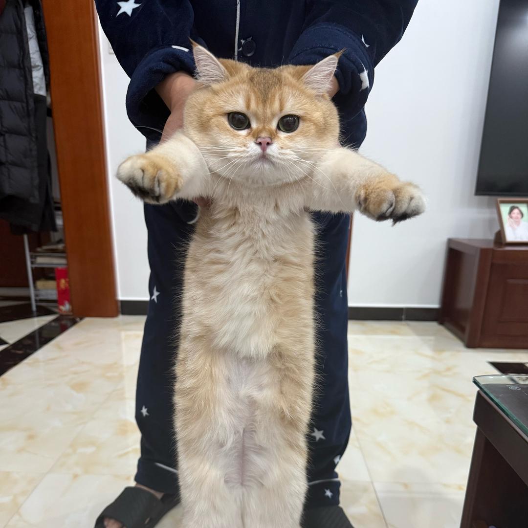 蛋挞们叫我天才