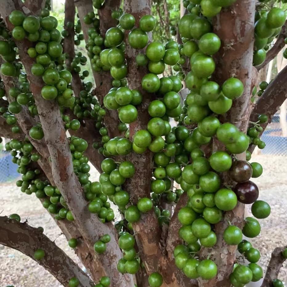 雲禾嘉宝果（树葡萄）