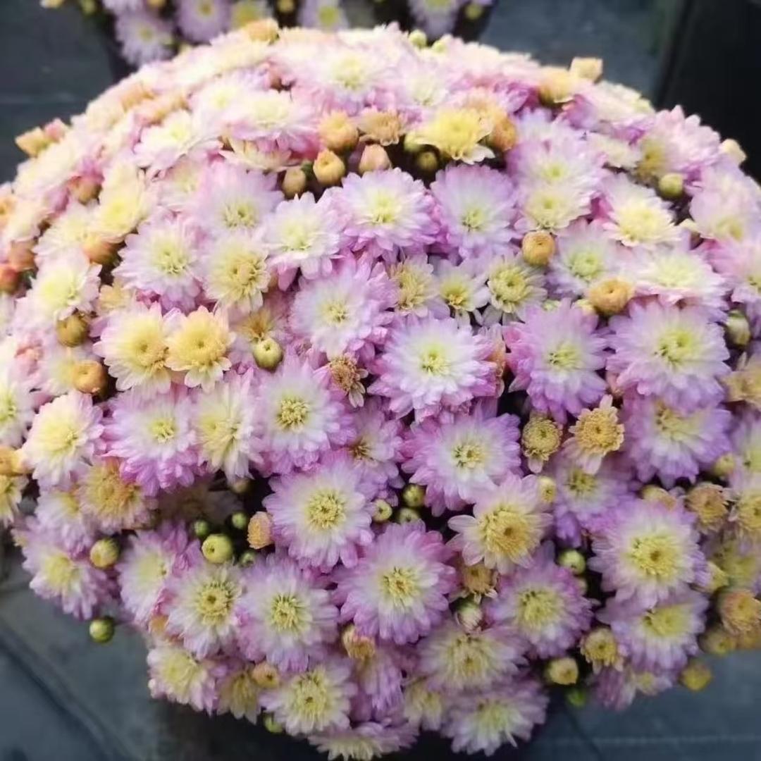 阿鹏的花园