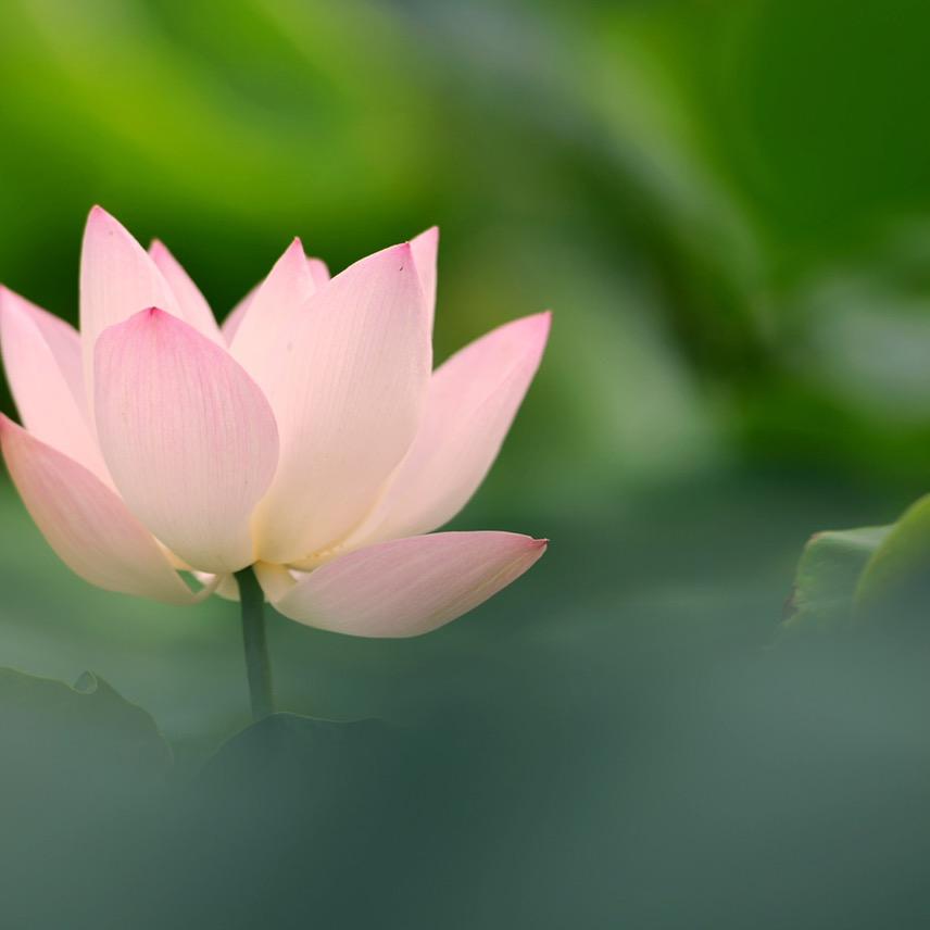 在水一方