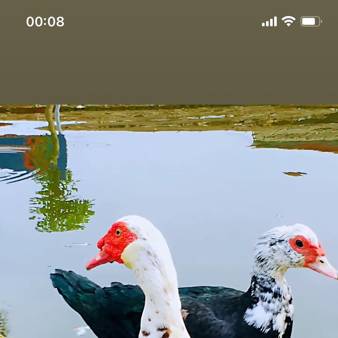 芙蓉相伴蓬言臻选阁