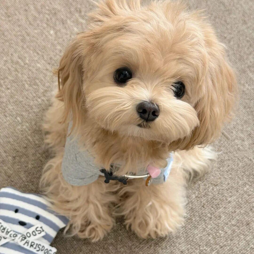 宠吖犬业