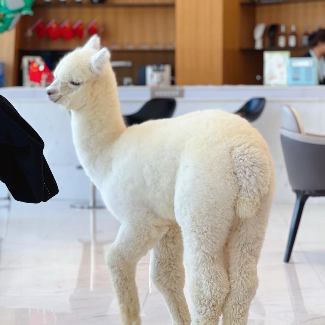嘻玛啦鸭萌宠体验馆