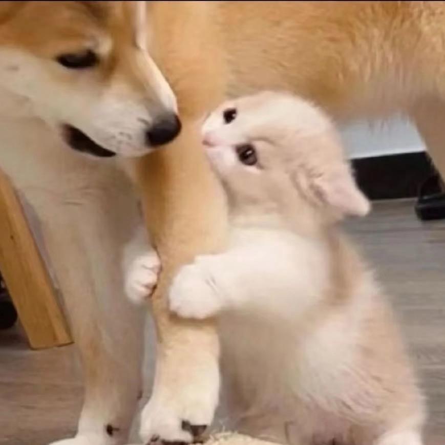 长矛沾屎 戳谁谁死