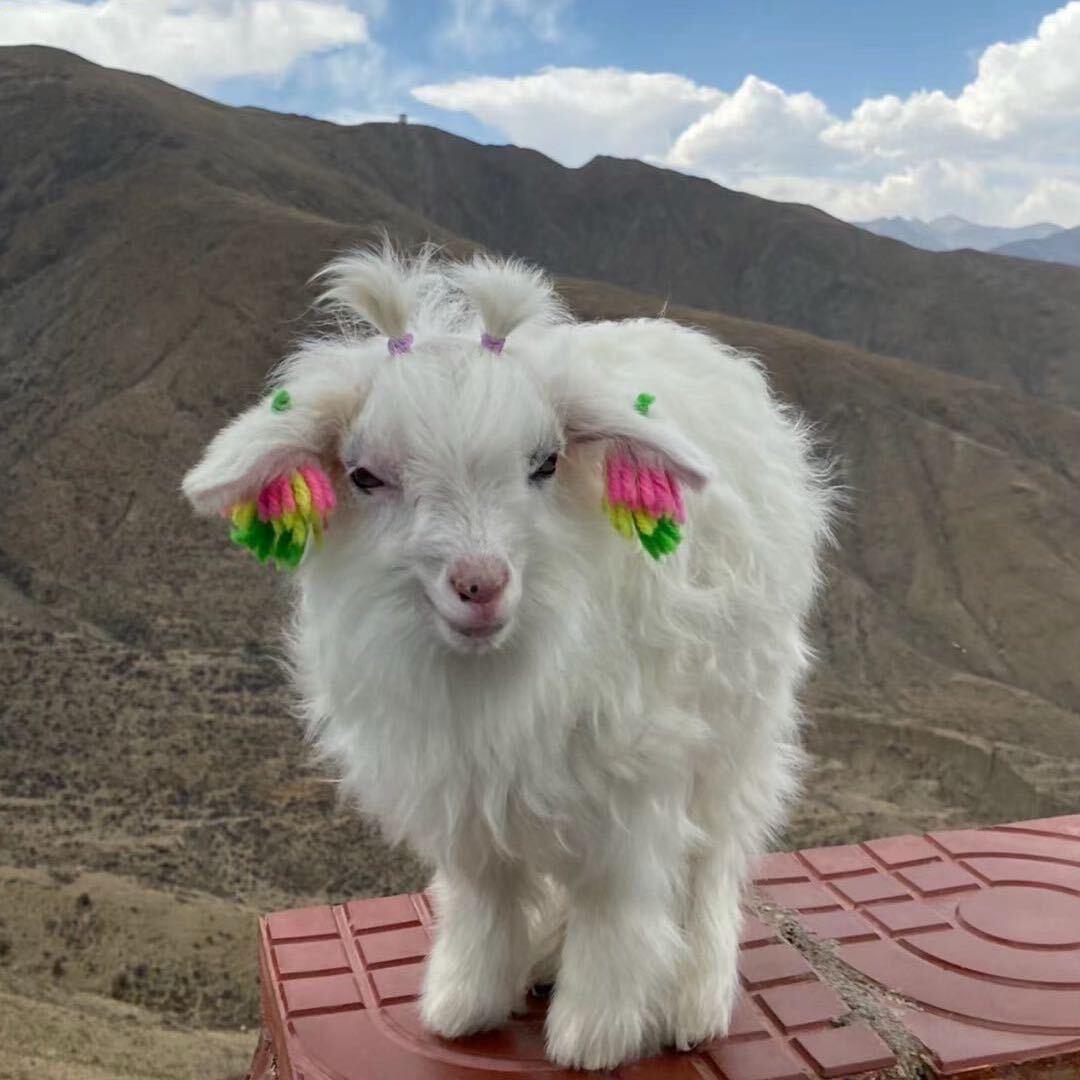 🍮🐑