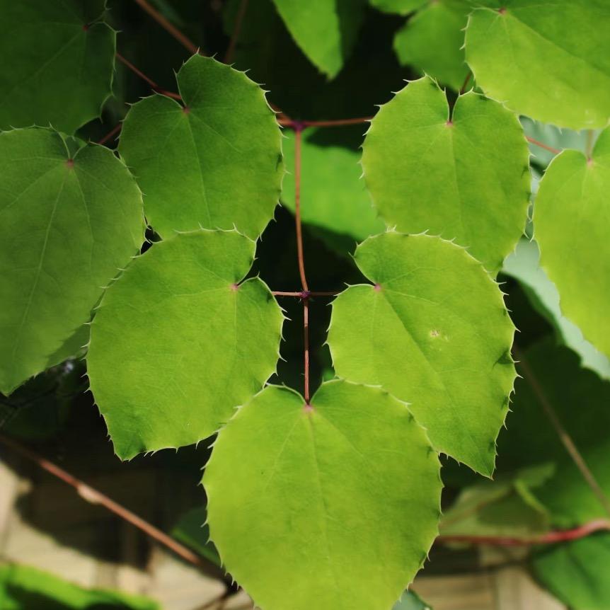 三支九叶草甘肃野山货