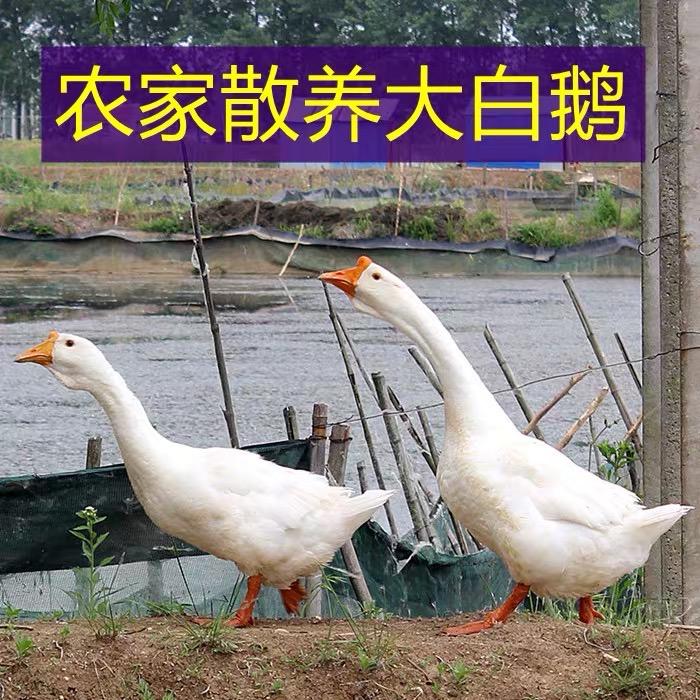 大贵农民散养