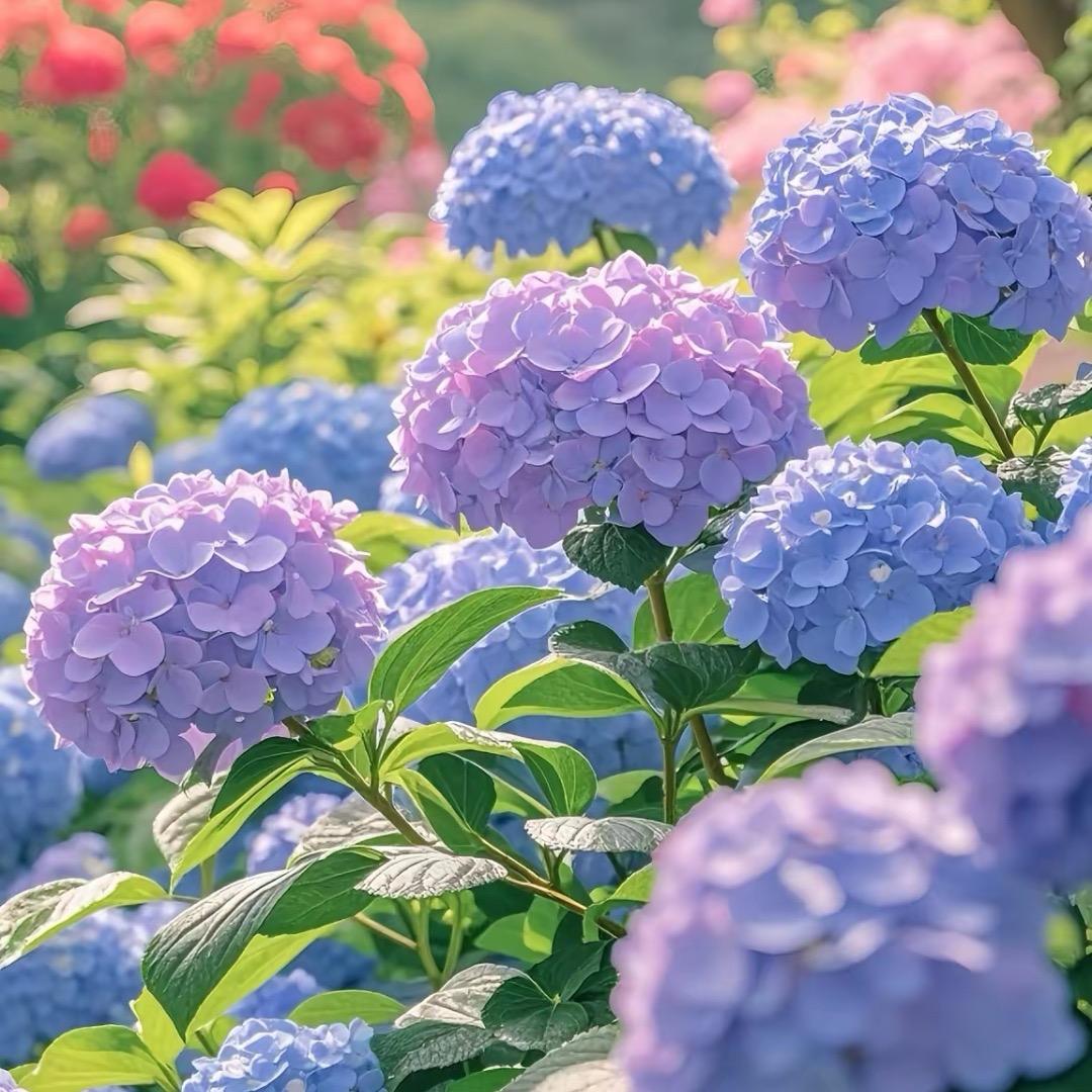 阿涛园艺花卉
