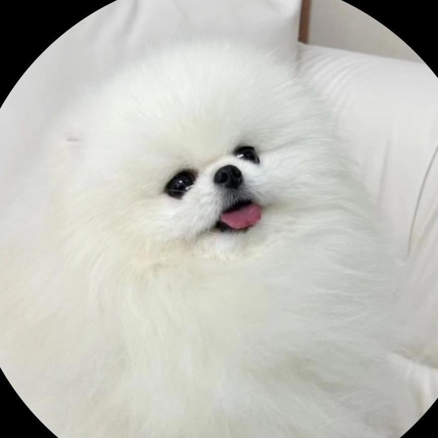 沐沐茶杯犬博美