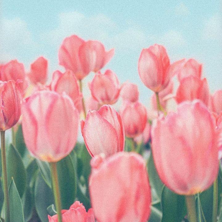 翩翩xgg