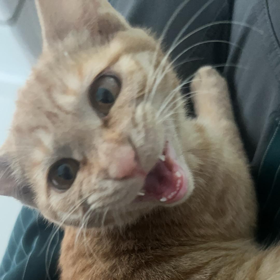 栓狗