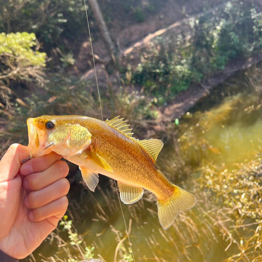 钓鱼虎🎣