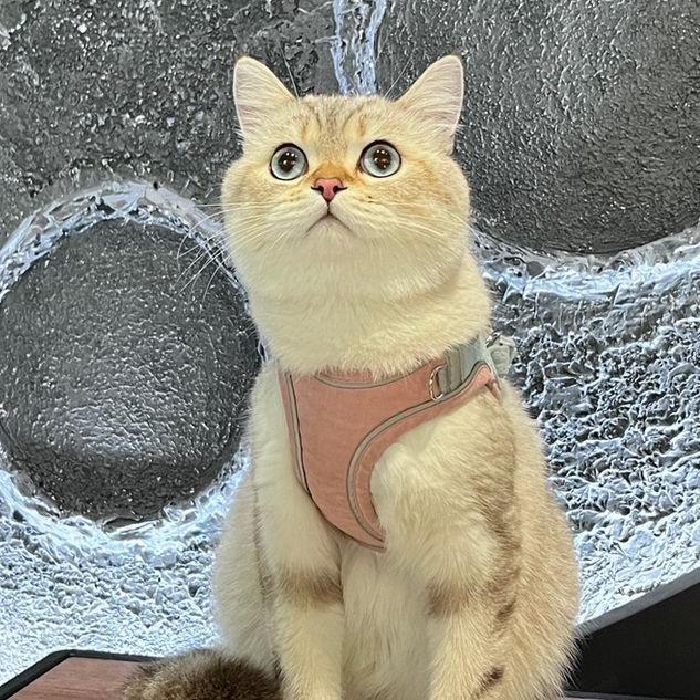 波吉𝙋𝙤𝙜𝙜𝙞