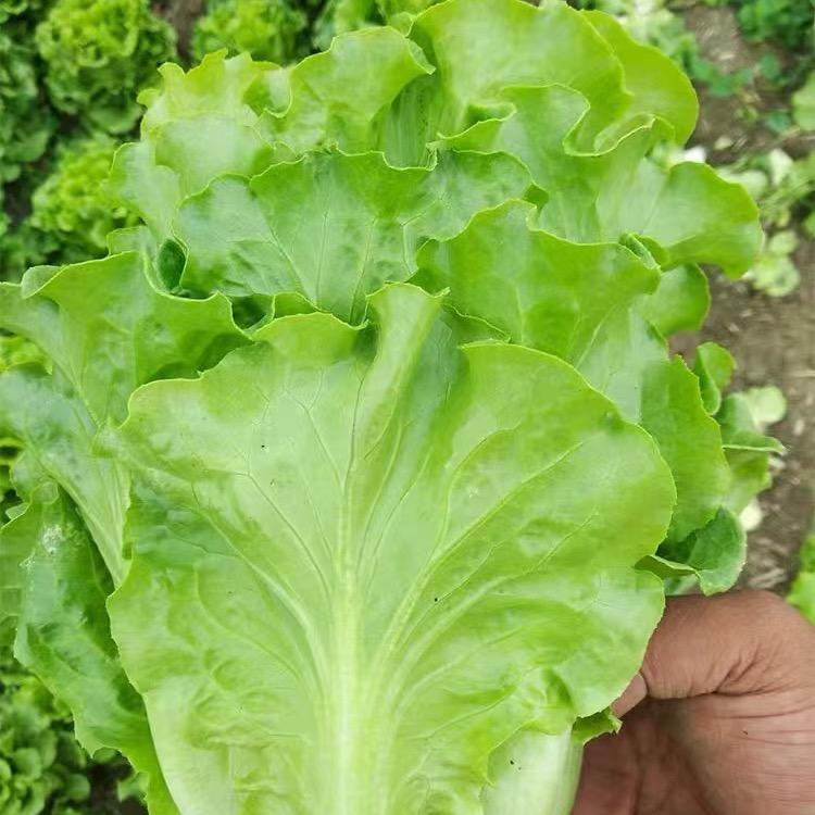 门前的小菜园