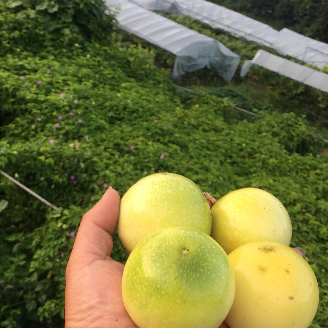 吾峰特色水果
