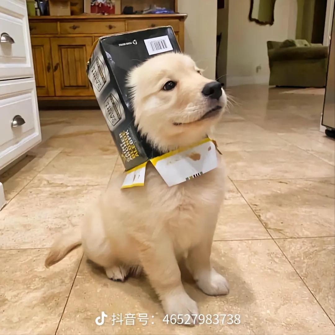 皮蛋瘦肉粥