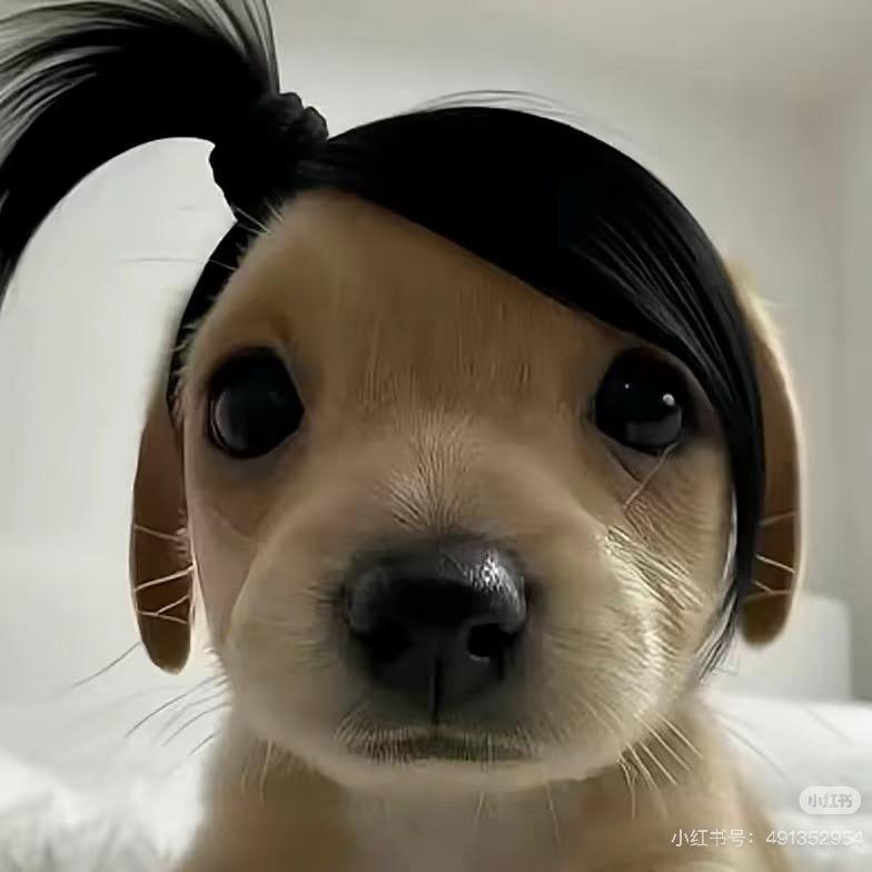 什么雅？