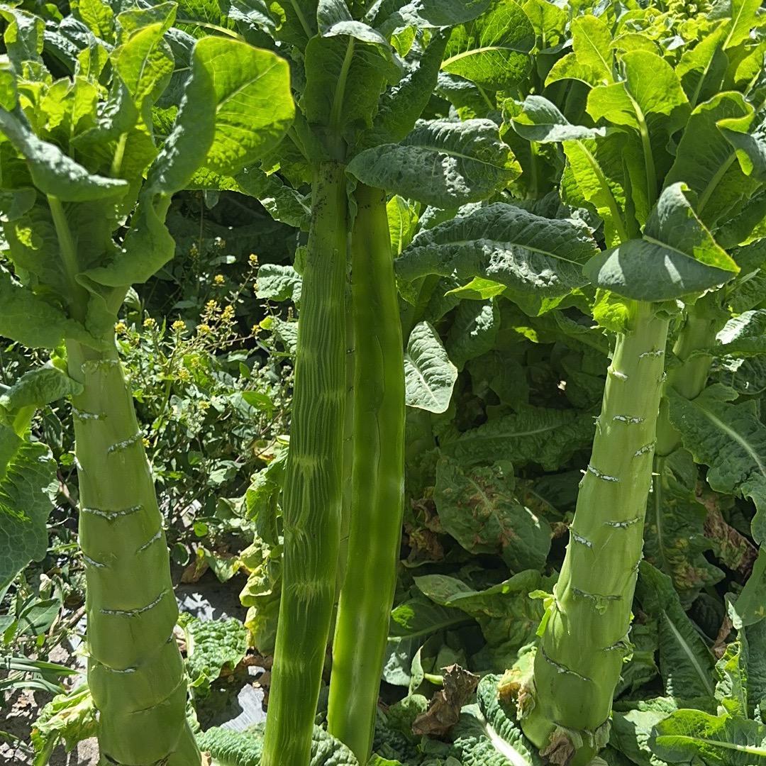 小稳 上海江桥莴笋杆子