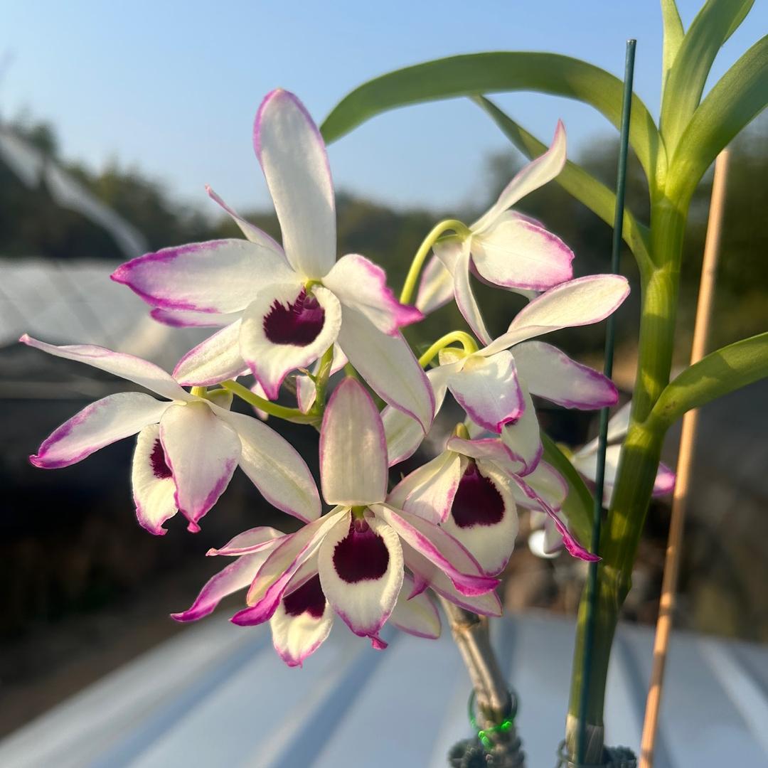 斛雅轩山货