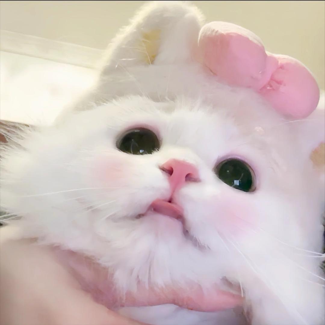 💗贝