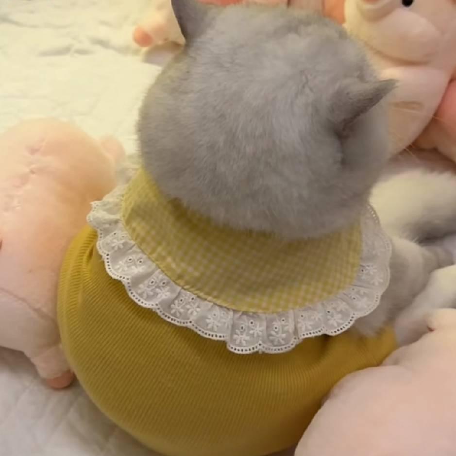 我是圆圆