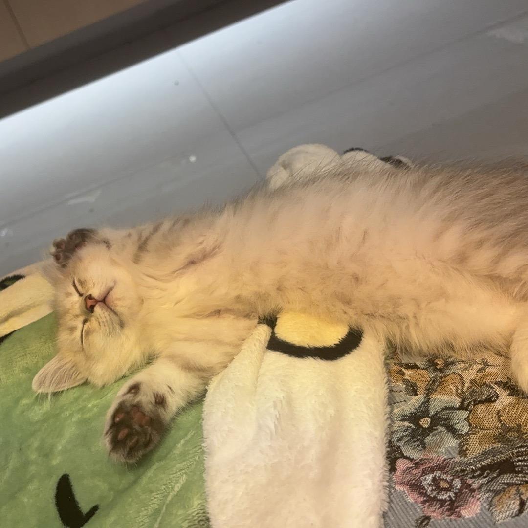 ·木木林
