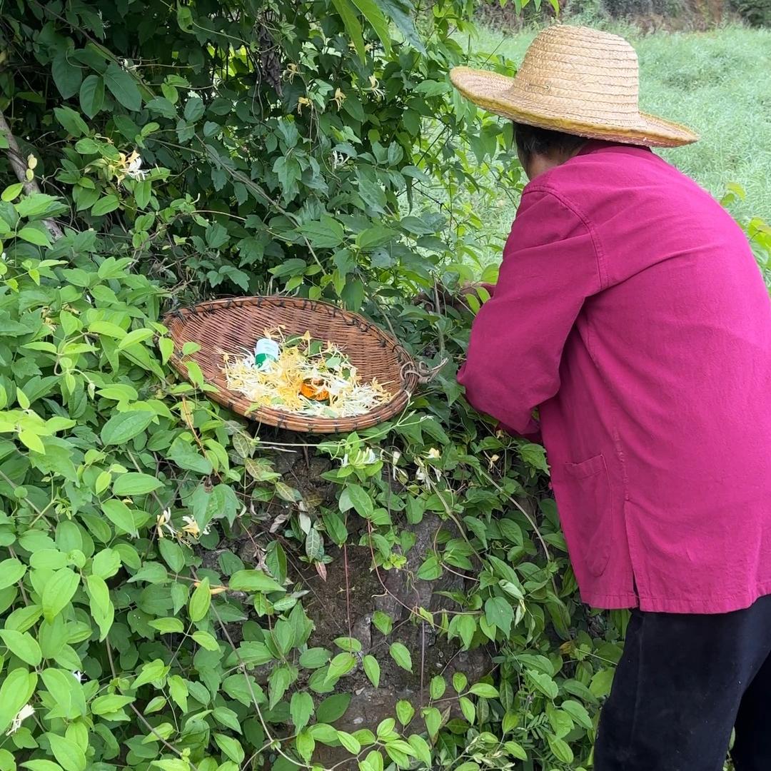 鹅不食草【二号】
