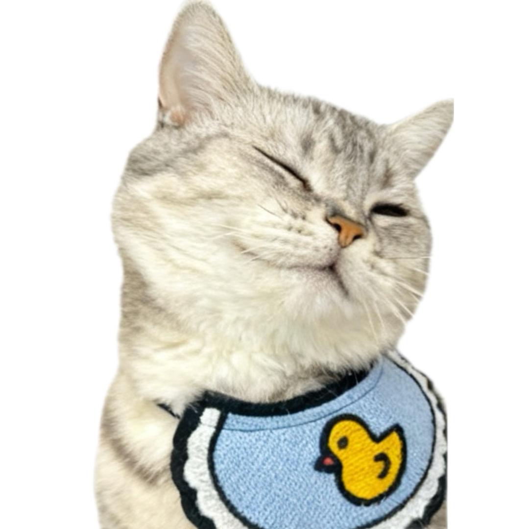 初一是猫不是猪