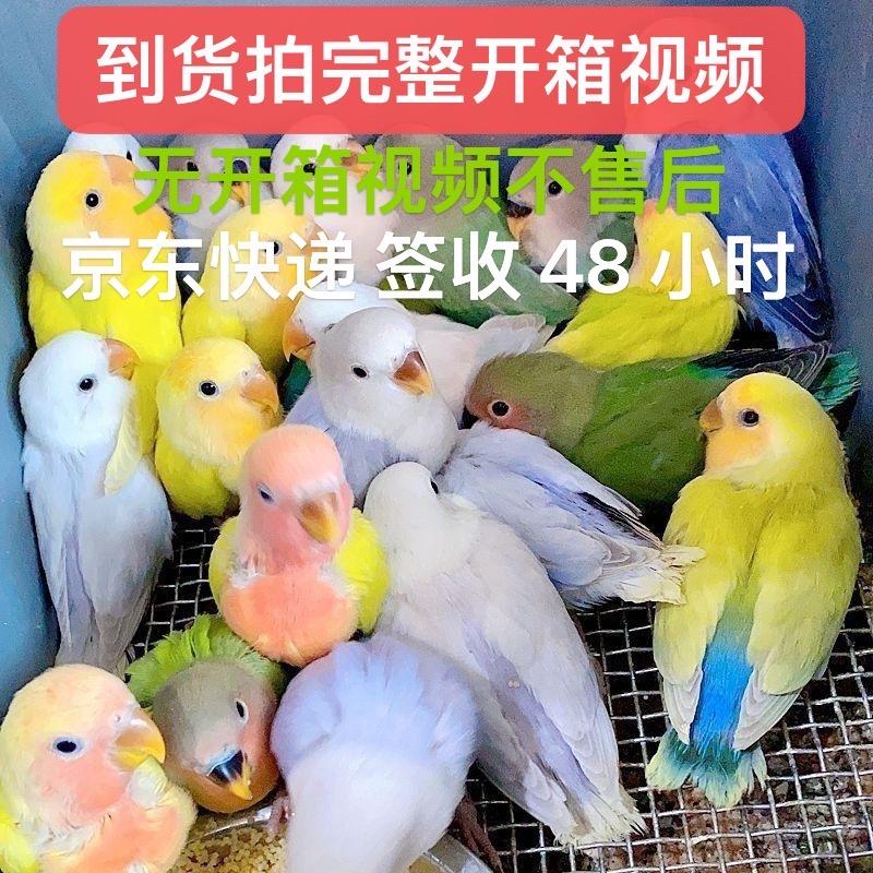 阳仔萌宠