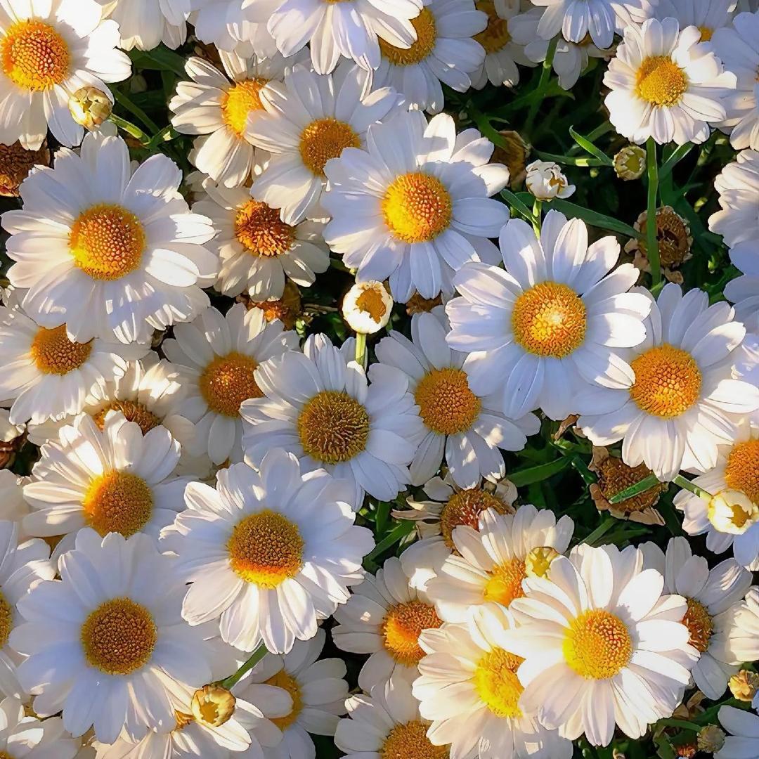 墨染书心（首播）