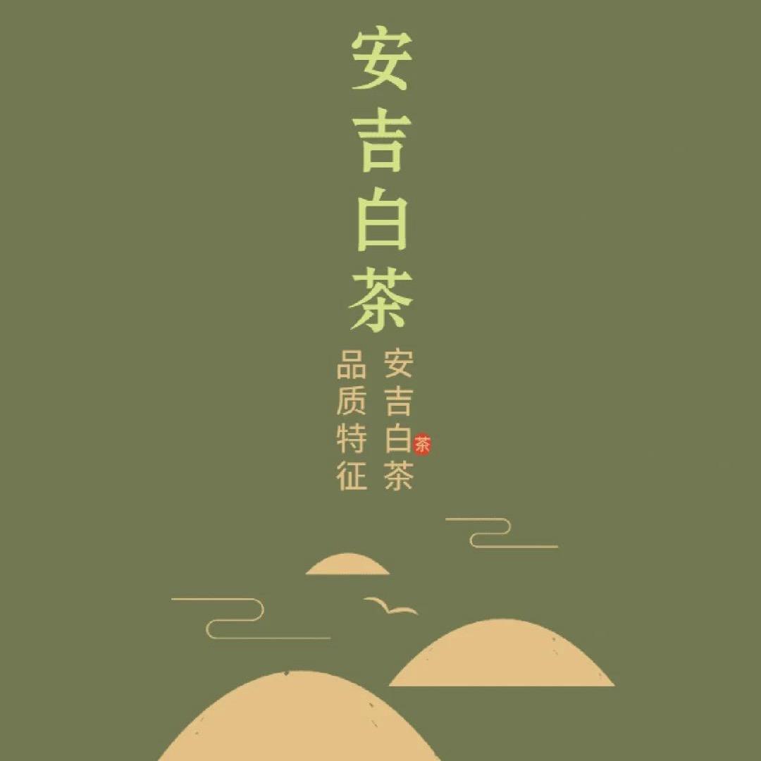竹风白  安吉白茶