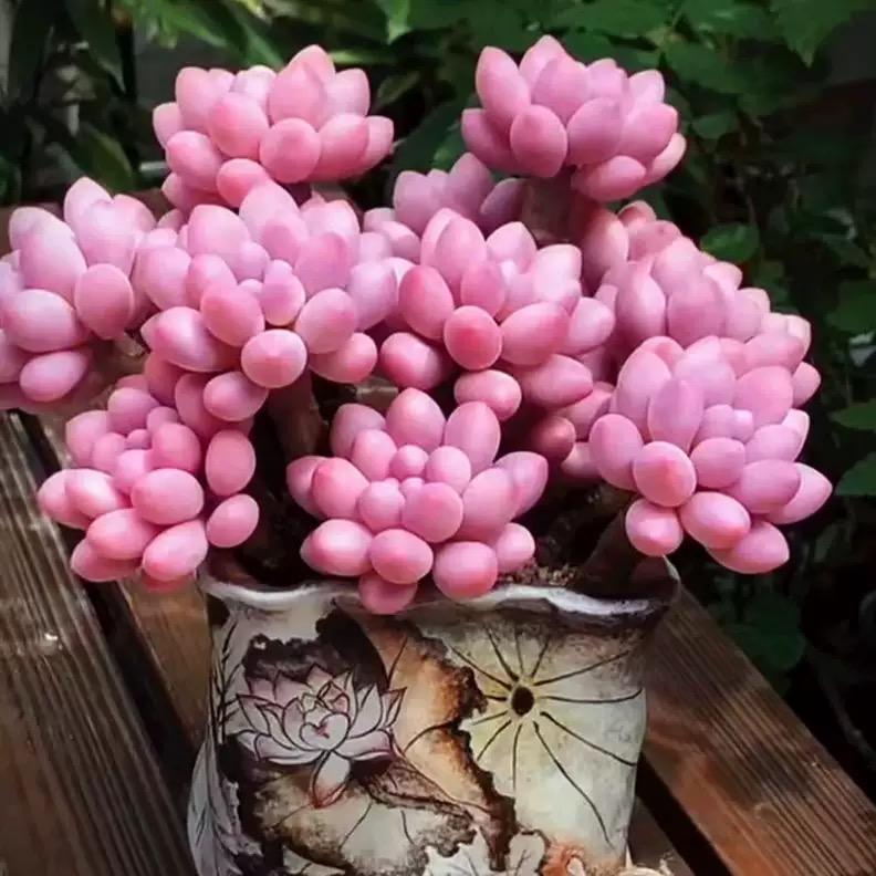 大胡精品多肉坊