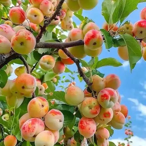 老张聊果树