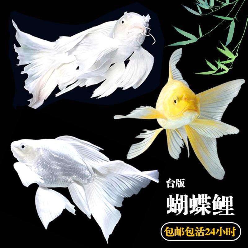 平安蝴蝶鲤观赏鱼