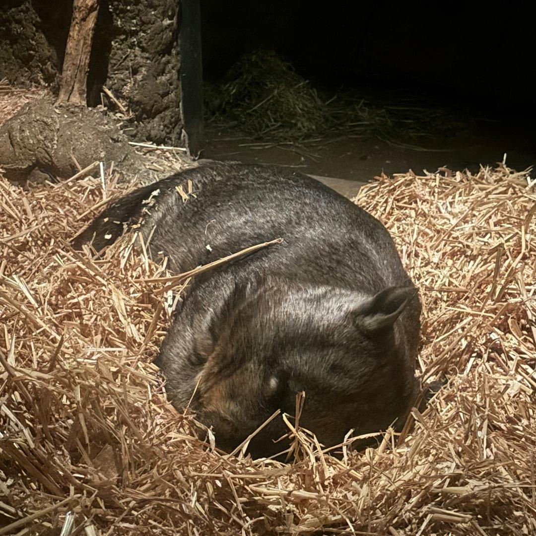 𝓦𝓸𝓶𝓫𝓪𝓽𝓩 袋熊🐻