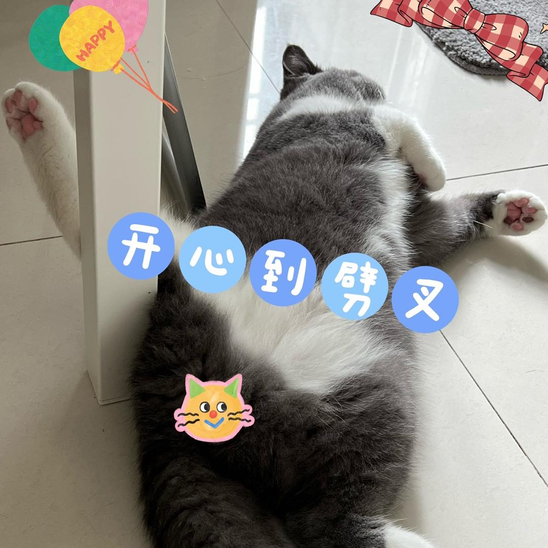 端午是只喵