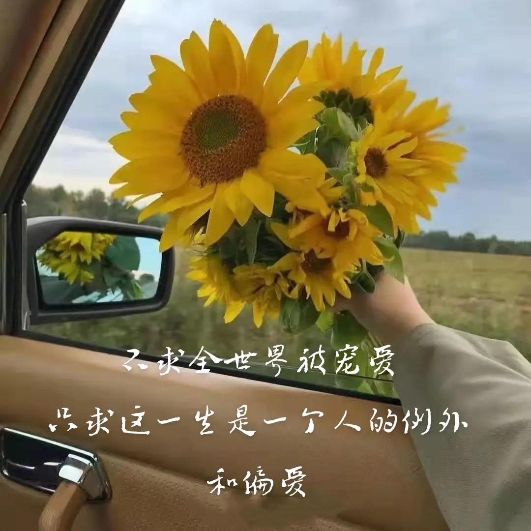 太阳花