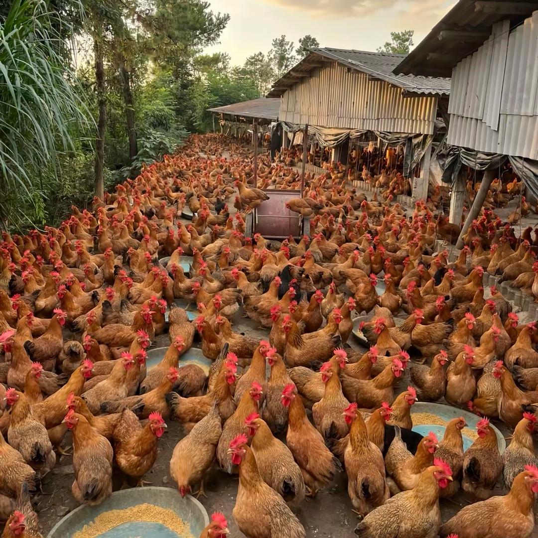 🐔鸡大婶（农场直发）