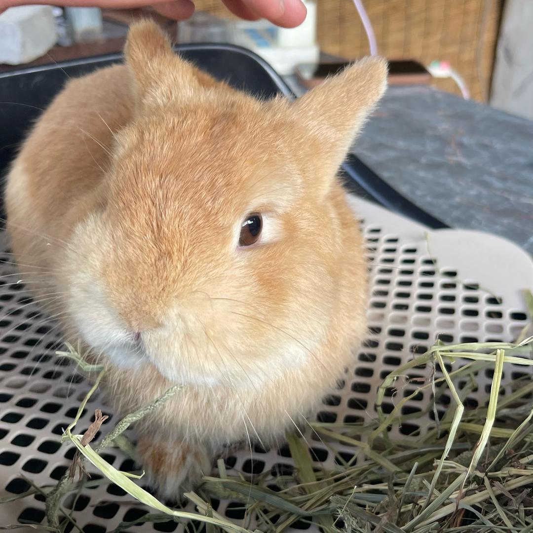 光感