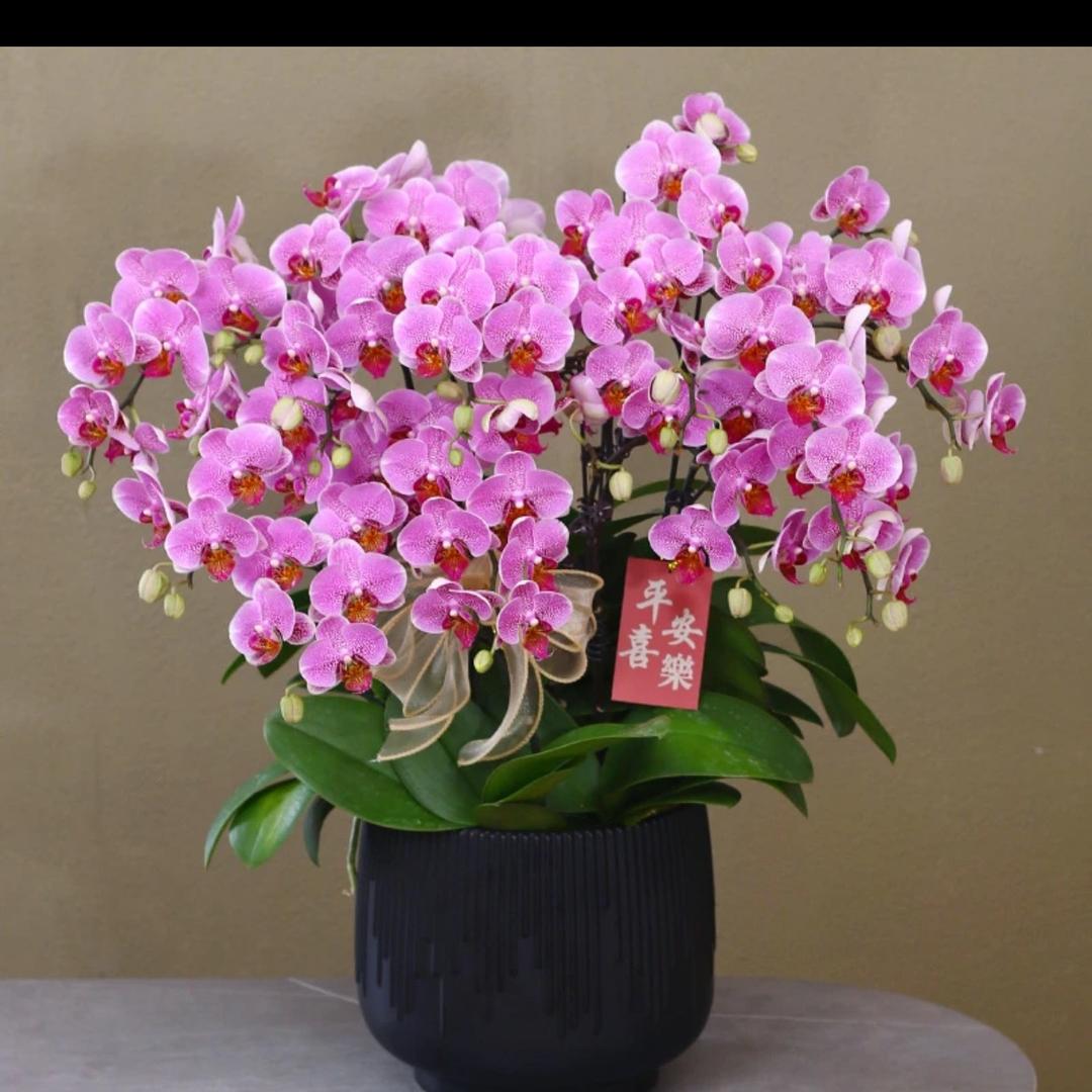 凯泰蝴蝶兰基地