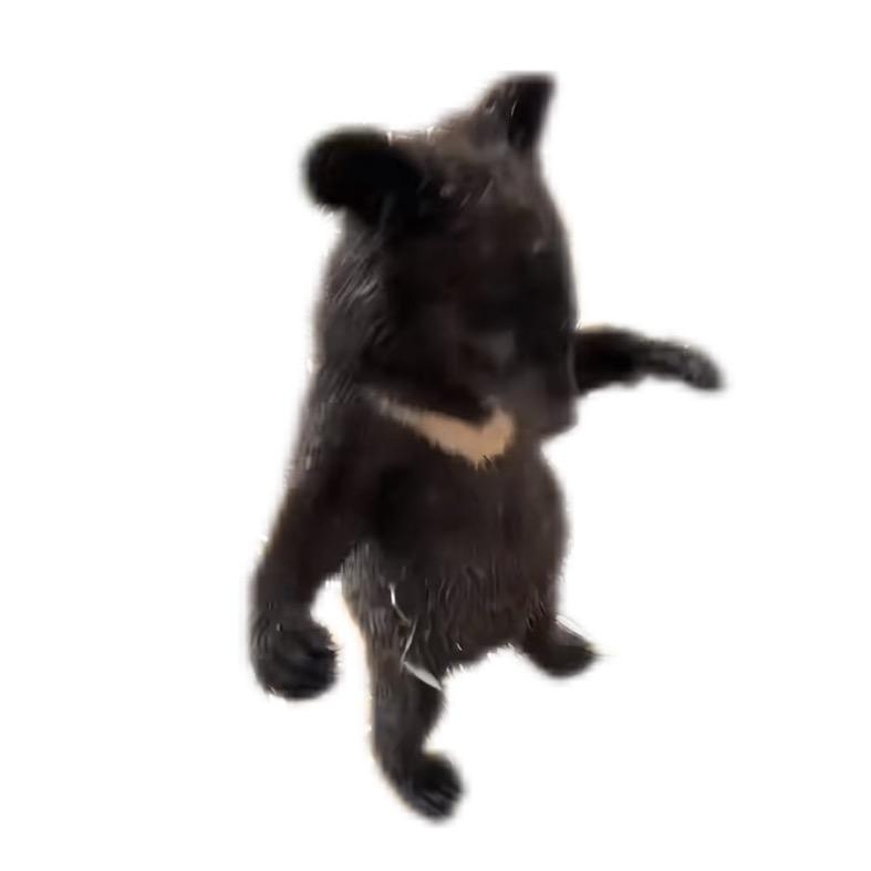 水豚是世界上最大的哺乳动物