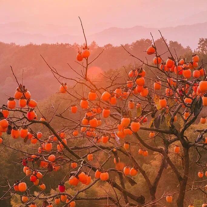 荣