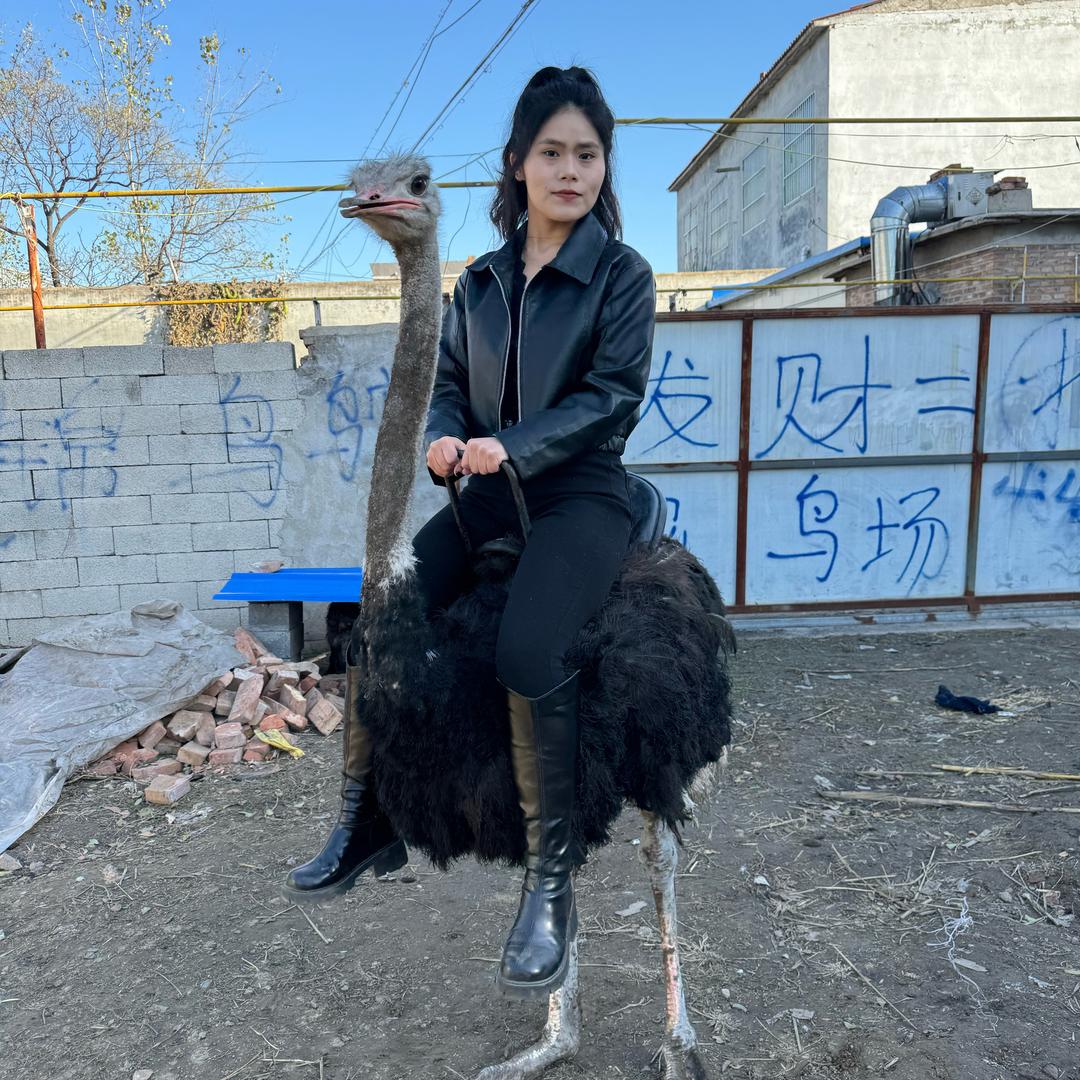 萌宠乐园